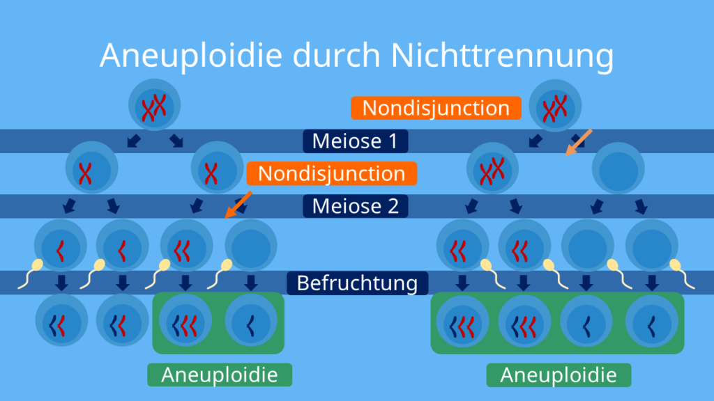 Aneuploidie durch Nichttrennung (Nondisjunction), Meiose, Genommutation, Aneuploidie, Chromosomen, Reduktionsteilung, Äquationsteilung, diploid, haploid
