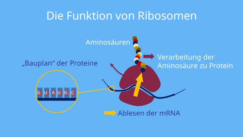 ribosome ribosomen aufbau, proteinbiosynthese abbildung, ribosomen aufgabe, aufbau ribosomen, aufgabe ribosomen, ribosomen zeichnung, 70s ribosomen, was ist ein ribosom, ribosomen definition, ribosomen funktion, funktion ribosomen, ribosom funktion, mitochondrien ribosomen, ribosom größe, ribosom translation, 80s ribosomen, ribosomen prokaryoten, funktion der ribosomen, ribosomen vorkommen, ribosomen einfach erklärt, ribosom aufgabe, ribosom einfach erklärt, funktion ribosom