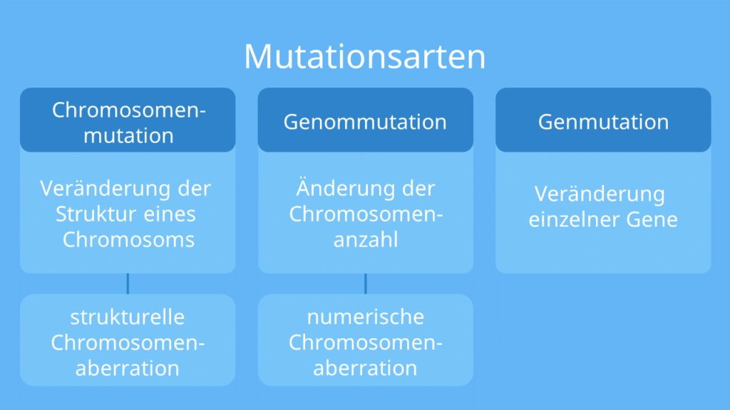 Mutationsarten, Chromosomenmutation, Genmutation, Genommutation, Chromosomenaberration, strutkturelle Chromosomenaberration