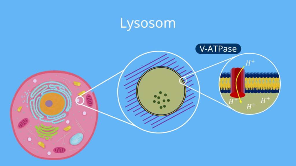 Lysosom, Lysosomen, Zellmembran, V-ATPase, Wasserstoffionen, Tierzelle, Membranprotein
