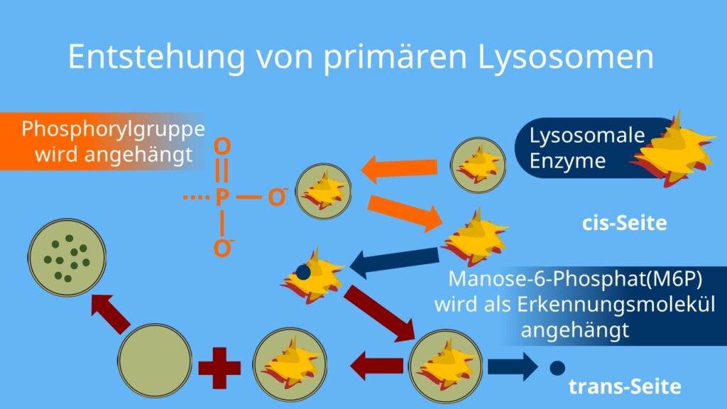 Lysosom, primäre lysosomen, Entstehung