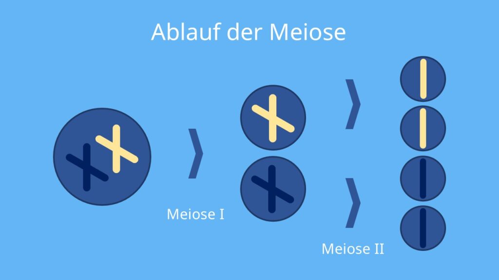 Ablauf der Meiose, Prophase, Metaphase, Anaphase, Telophase