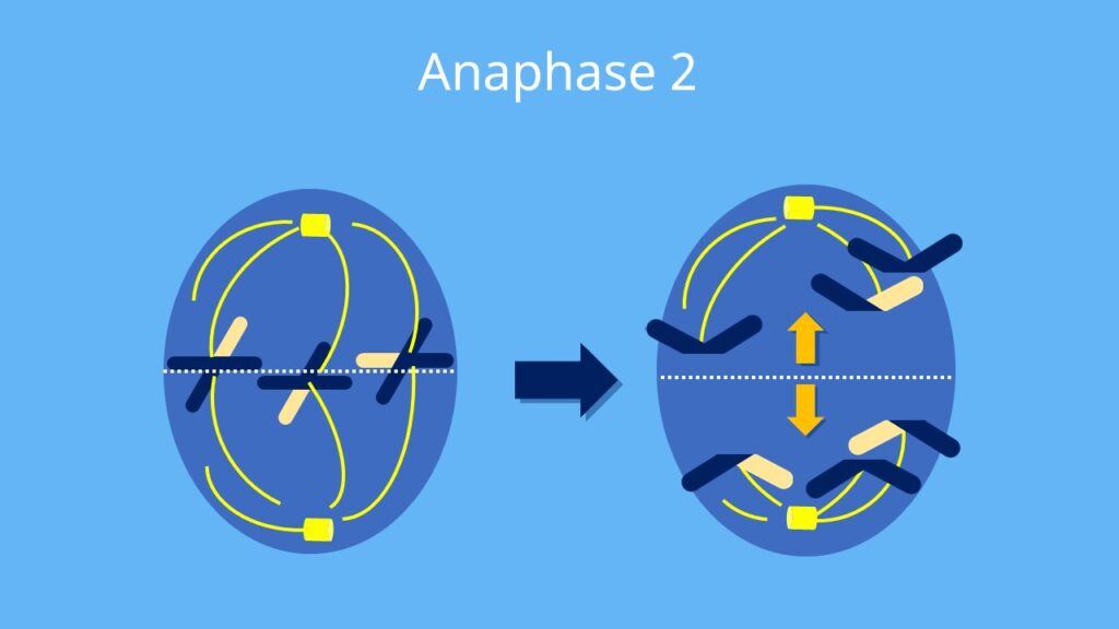 Meiose, Anaphase 2, Anaphase, Chromatiden