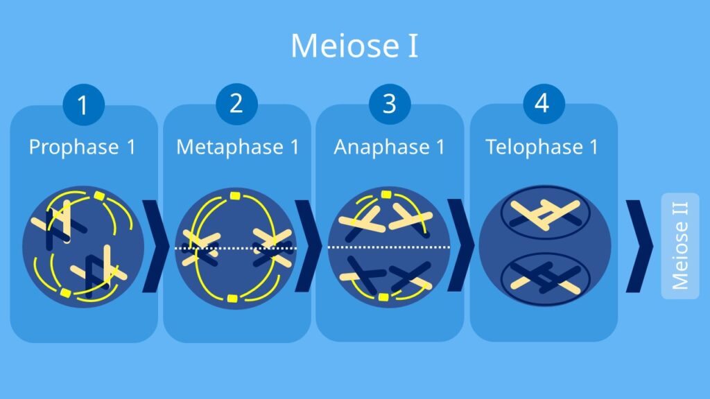 Meiose 1, Meiose 2, Prophase, Metaphase, Anaphase, Telophase
