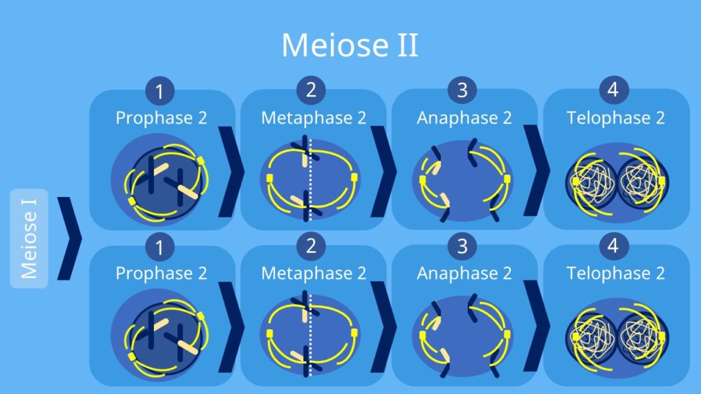 Meiose 2, Meiose 1, Prophase, Metaphase, Anaphase, Telophase