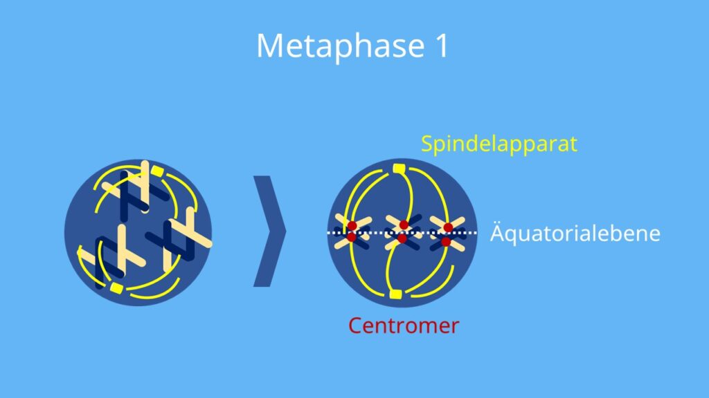 Metaphase, Meiose, Äquatorialebene, Centromer