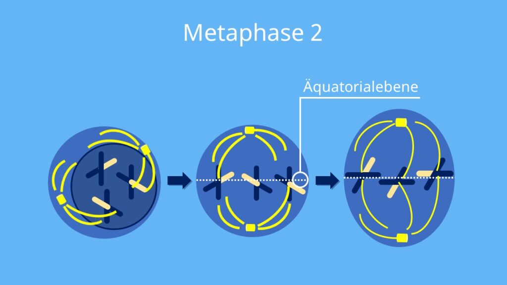 Meiose, Metaphase 2, Metaphase, Äquatorialebene