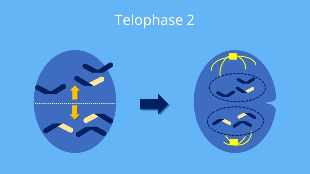 Meiose, Telophase 2, Telophase