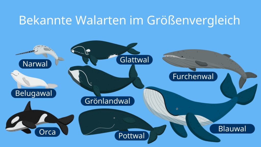 blauwal, orca, wal, pottwal, narwal, grönlandwal, glattwal, furchenwal, beluga wal, walarten, wal arten, wal größenvergleich, wale größenvergleich