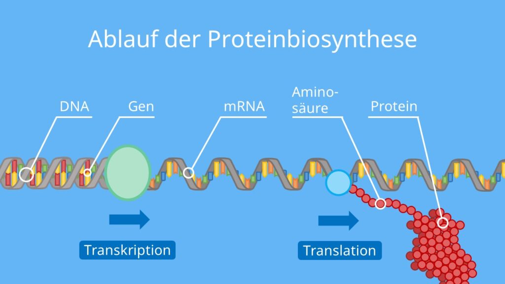 Ablauf der Proteinbiosynthese, Transkription, Translation, Proteinherstellung, DNA, mRNA, tRNA, Protein, Ribosom