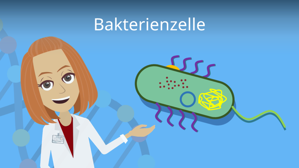 Zum Video: Bakterienzelle
