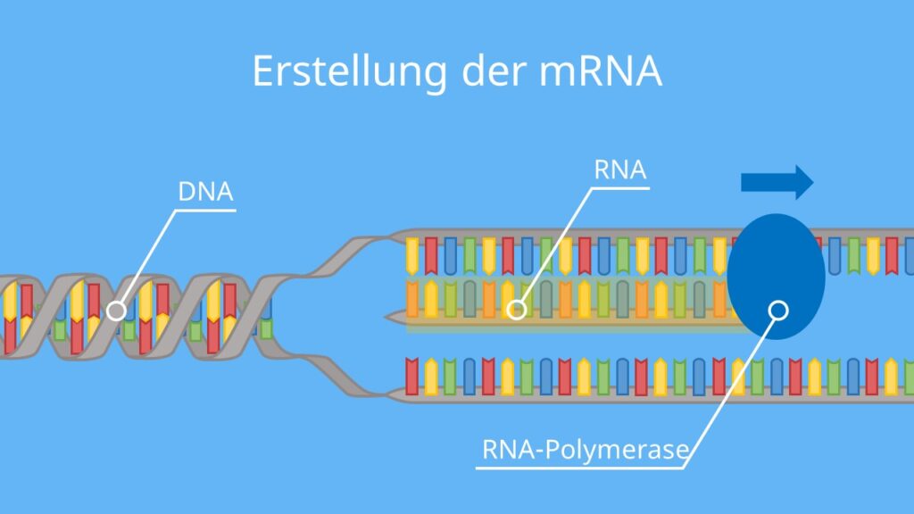 Erstellung der mRNA, DNA, Proteinbiosynthese, Translation, Transkription, mRNA
