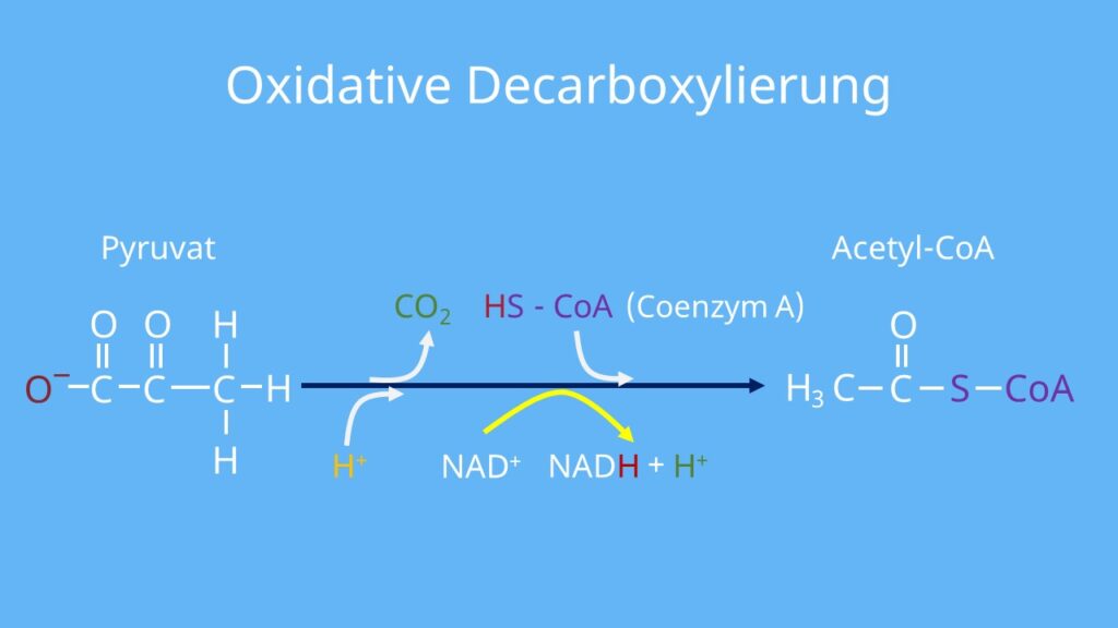 Oxidative Decarboxylierung, Pyruvat, Acetyl-CoA