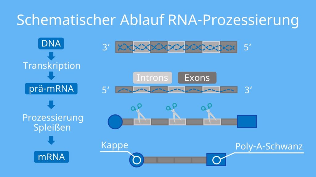 Schematischer Ablauf der RNA-Prozessierung, Splicing, Polyadenylierung, Proteinbiosynthese, Transkription, Translation, mRNA, Intron, Exon, Poly-A-Schwanz