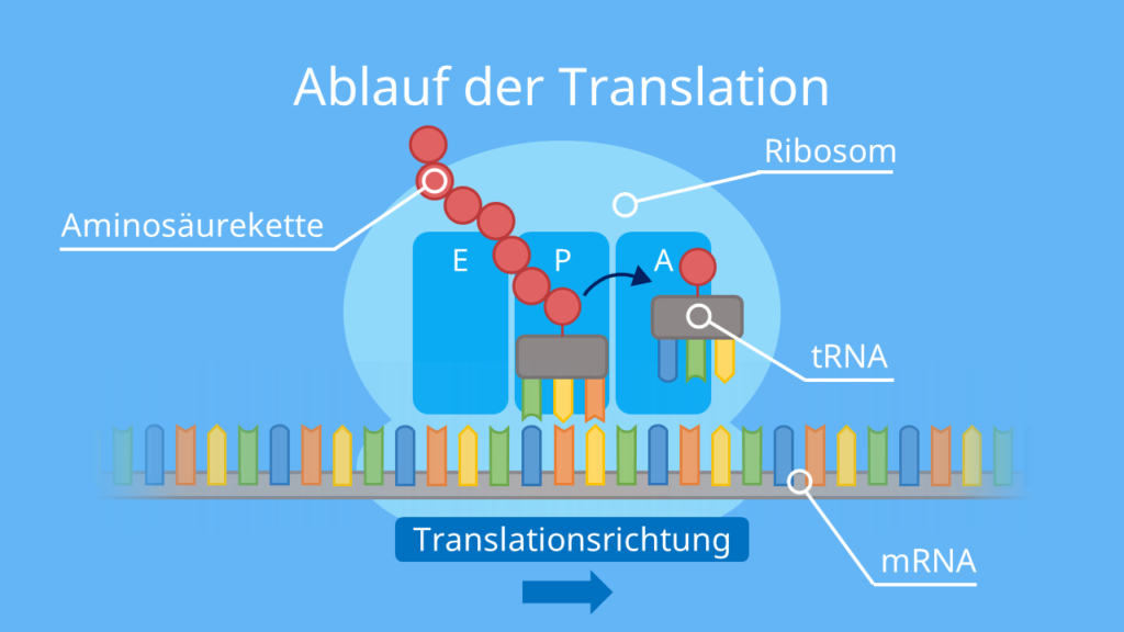 Ablauf der Translation, Proteinbiosynthese, Aminosäure, Aminosäurenkette, Protein, Ribosom, tRNA, mRNA