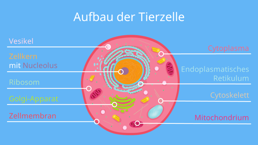 Tierzelle, Zellmembran, Ribosomen, Zellkern, Nucleolus, Mitochondrien, Endoplasmatischer Retikulum, Ribosomen, Vesikel, Cytoskelett, Cytoplasma, Golgi-Apparat
