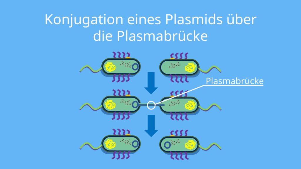 plasmide aufbau, plasmidtechnik, plasmid plasmide, bakterien plasmide, bakterien plasmid, plasmid funktion, plasmid dna, plasmid definition, was sind plasmide