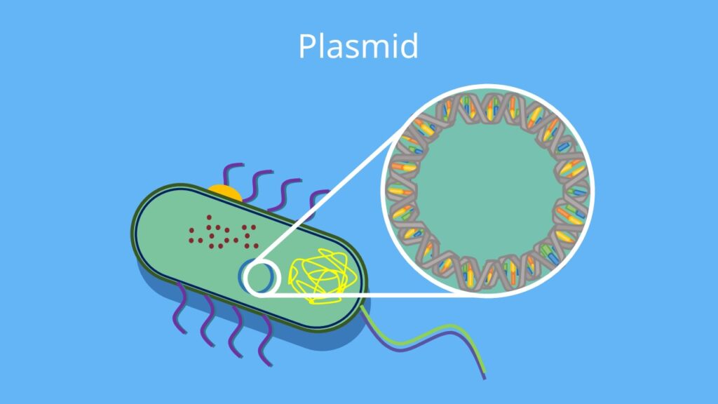 plasmide aufbau, plasmidtechnik, plasmid
plasmide, bakterien plasmide, bakterien plasmid, plasmid funktion, plasmid dna, plasmid definition, was sind plasmide