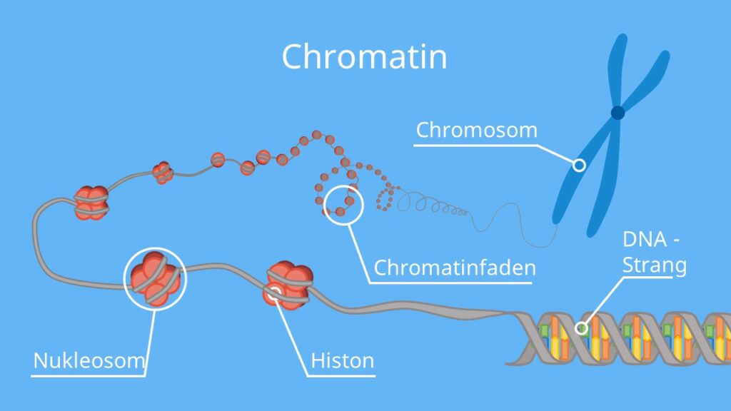 DNA Verpackung, DNA Komprimierung, Chromatin, Chromatin Aufbau, Chromatin Chromosom, Chromatinfaden, Chromatin Struktur, DNA Nukleosom, DNA Chromosomen, DNA Kondensation