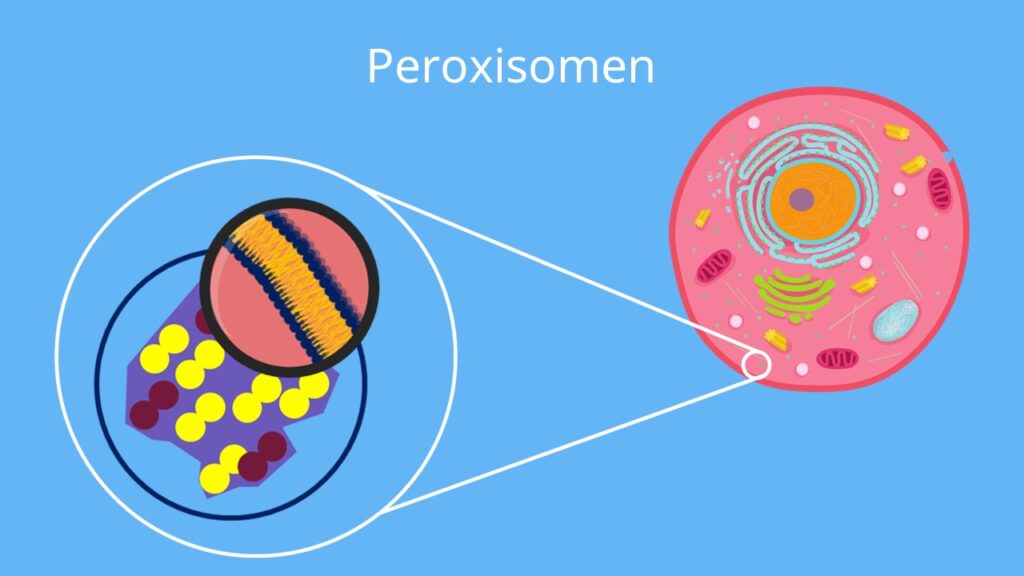 Peroxisomen, Biomembran, Monolayer, Verdauungsenzyme, Zelle