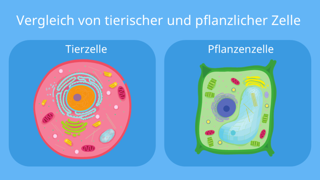 Tierzelle, Pflanzenzelle, pflanzliche Zelle, tierische Zelle