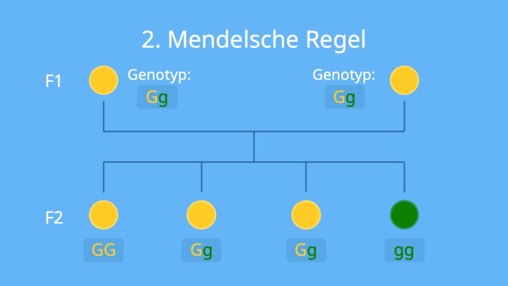 monohybrider Erbgang, Phänotyp, Genotyp, Spaltungsregel, Mendel, Erbsen Parentalgeneration, F1- Generation; F2-Generation