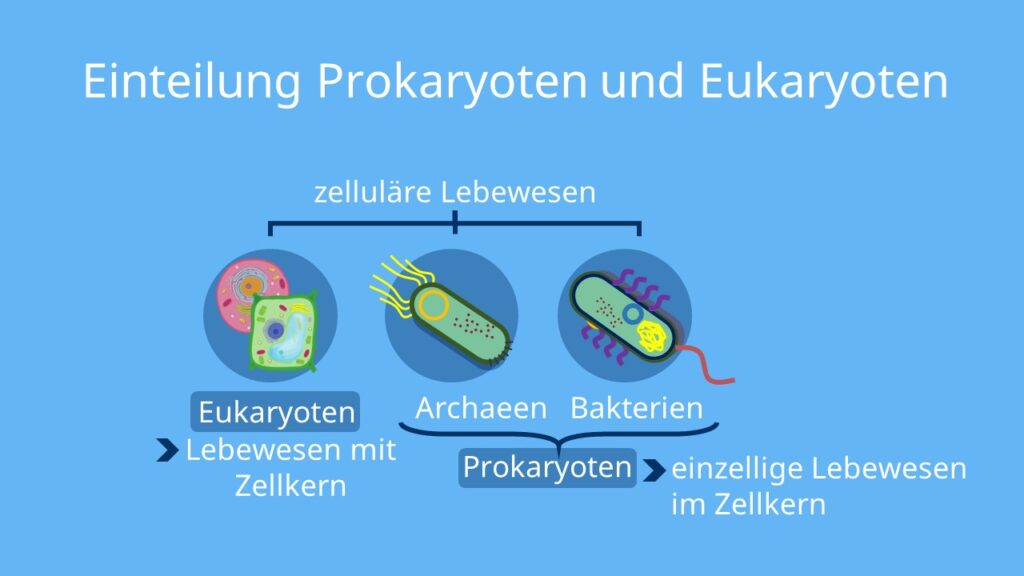 Prokaryoten, Eukaryoten, Bakterienzelle, Archaeen