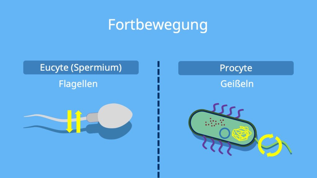 Euzyte, Prozyte, Eukaryoten, Prokaryoten, Flagellum