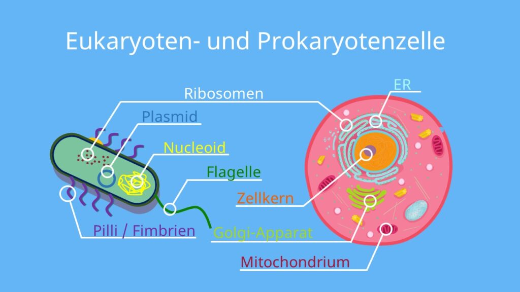 Prokaryoten, Eukaryoten,Flagellum, Zellkern, Nucleolus, Nucleoid, Zellmembran, Zellwand, Kapsel, Bakterien, Archaeen