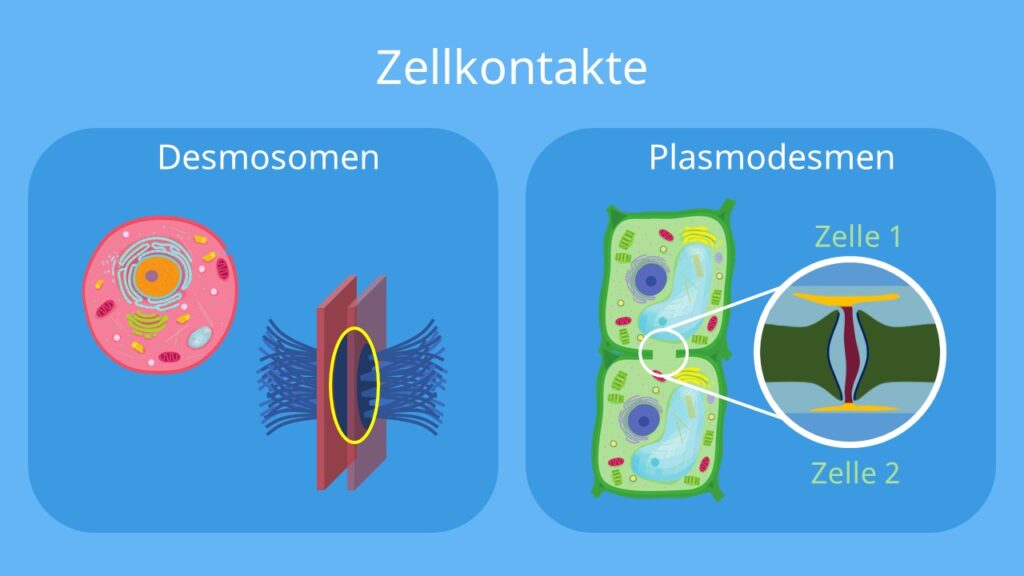 Tierzelle, Pflanzenzelle, Plasmodesmen, Desmosomen, tierische Zelle, pflanzliche Zelle