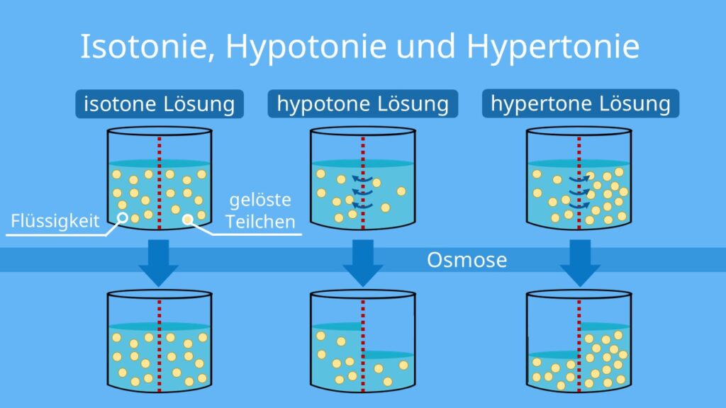 osmose definition, diffusion und osmose, was ist osmose, osmose und diffusion, osmose biologie, osmose diffusion, osmose einfach erklärt