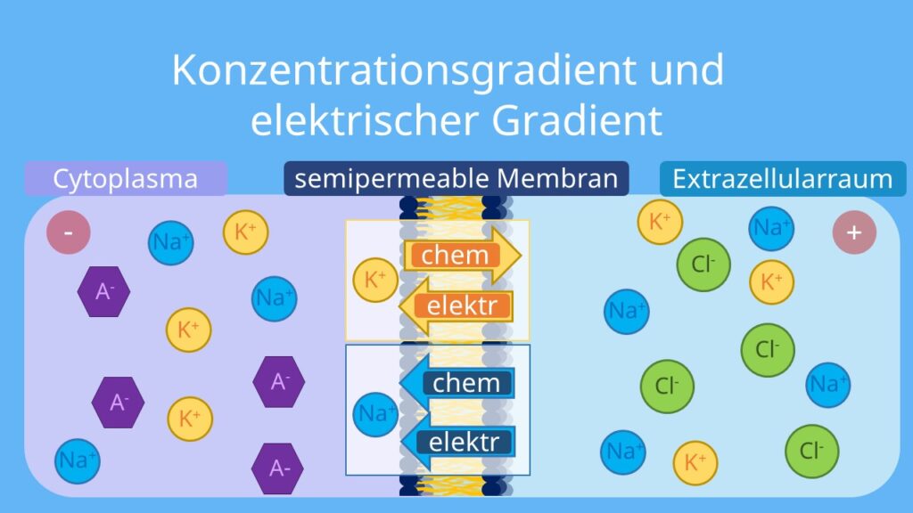 elektrochemische Triebkraft, semipermeable Membran, Diffusionspotential, Konzentrationsgefälle, brownsche Molekularbewegung, Diffusion, Spannung