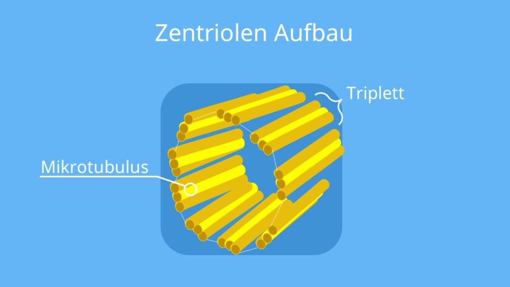 zentriol, zentriolen, centriol, centriolen, zentriolen aufbau, zentriolen struktur, centriolen aufbau, mikrotubuli, mikrotubuli tripletts