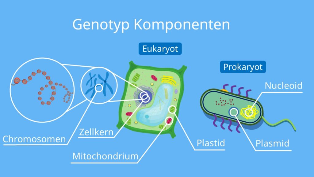 Eukaryotischer und prokaryotischer Genotyp, Eukaryoten, Prokaryoten, Gene, Genotyp, DNA, Plasmid, Chromosom, Zellkern, Zellplasma