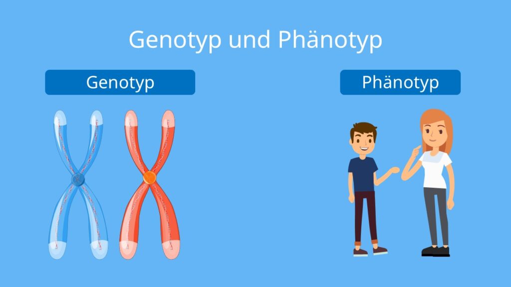 genotyp, genotyp definition, genotype, genotyp phänotyp, phänotyp genotyp, genotypen, was ist ein genotyp, genotyp und phänotyp, genotyp definition biologie, definition genotyp