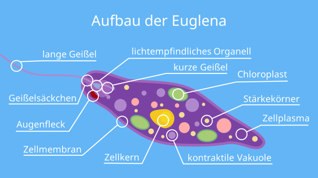 Bau der Euglena, Augentierchen, Geißeltierchen, Flagellata, Geißel, Augenfleck, lichtempfindliches Organell, Brückentier
