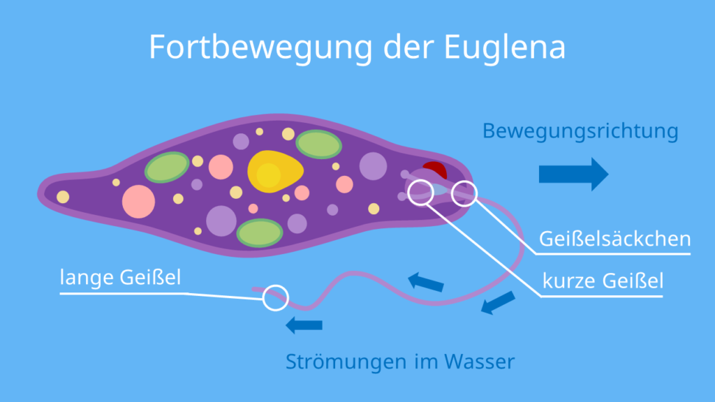 Fortbewegung der Euglena, Geißel, Schwimmgeißel, Längsachse