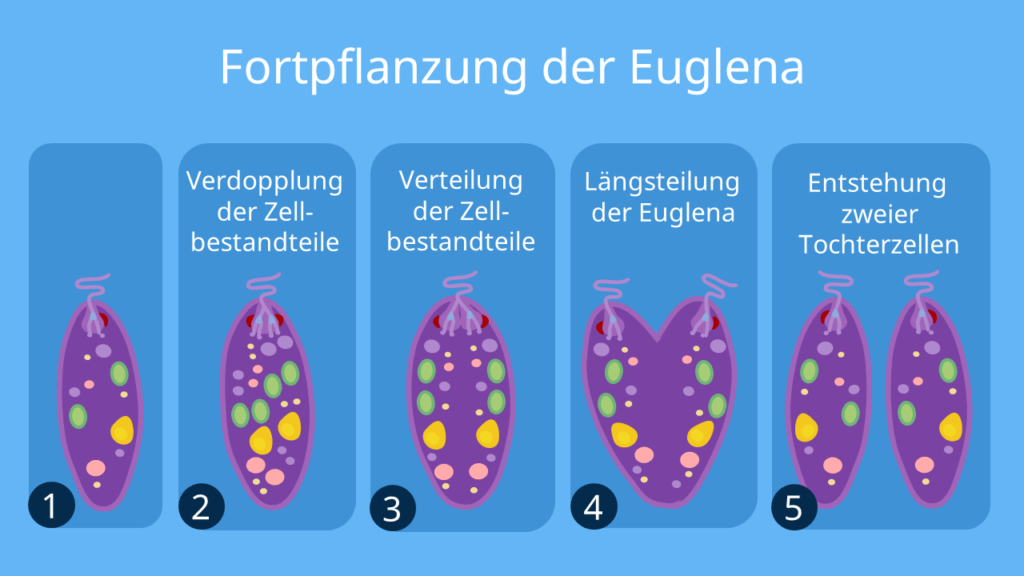 Fortpflanzung der Euglena, Längsteilung, Mitose, Verdopplung