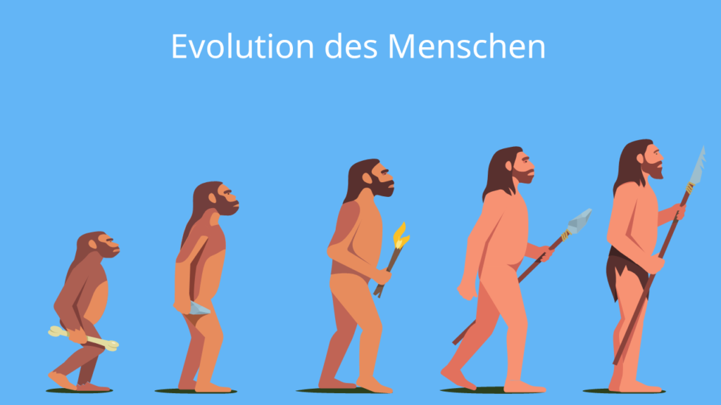 Evolutionstheorie, Evolution des Menschen, Selektion, Angepasstheit, Anpassung, aufrechter Gang
