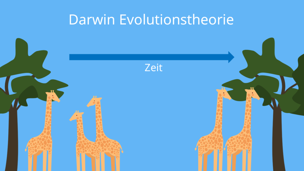 Darwin Evolutionstheorie; Selektion, survival of the fittest, Selektionstherie, Charles Darwin, Beispiel