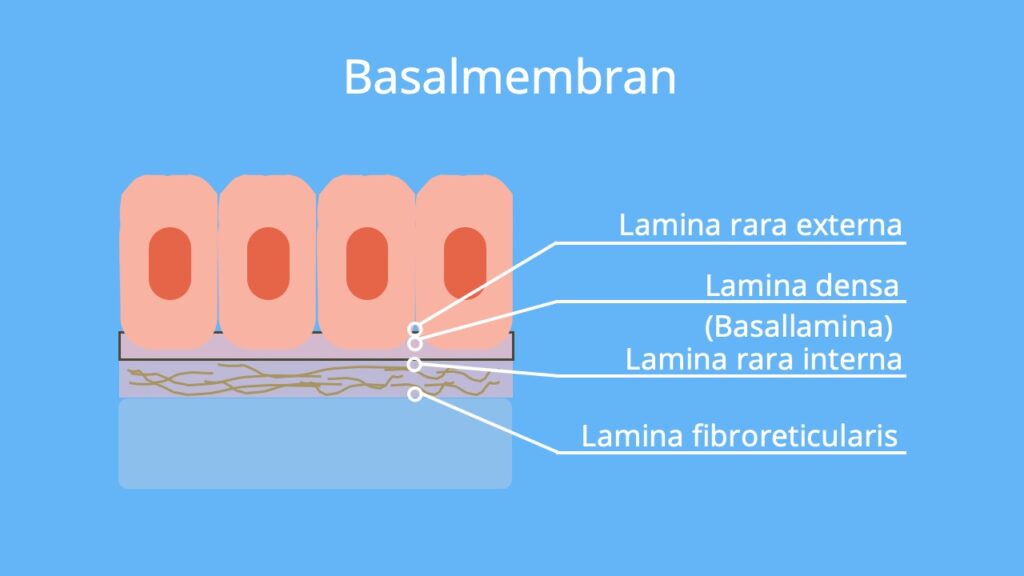Basallamina, Basalmembran, Epithelgewebe, Lamina fibroreticularis, Lamina densa, Lamina rara