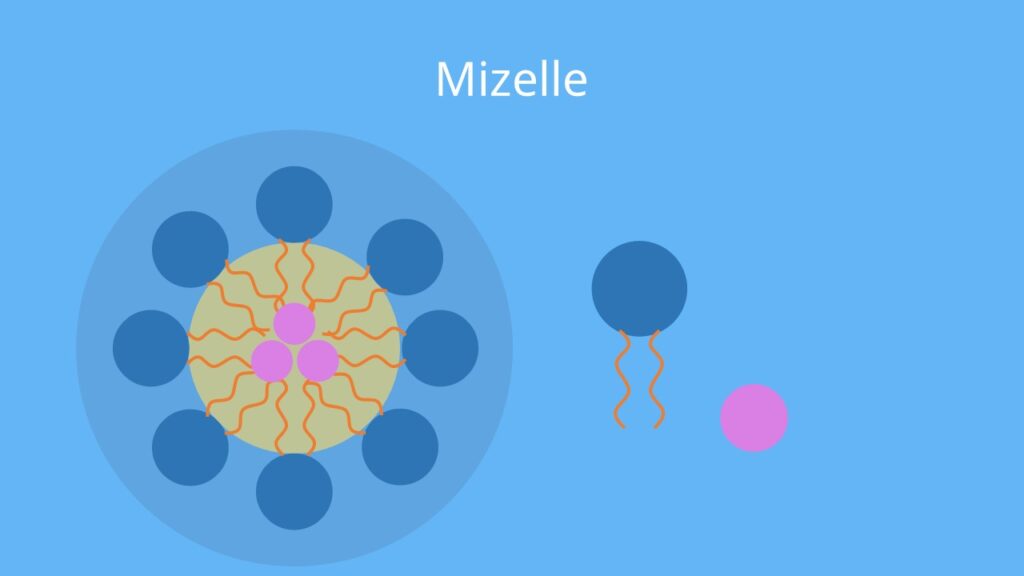 Mizellen; Mizelle; Aufbau Mizelle; Was ist eine Mizelle; Tenside; Mizelle Tenside