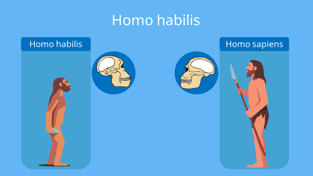 homo habilis, habilis, homo habilis steckbrief, homohabilis, homo habilis lebensweise, homo habilis lebensraum, homo habilis werkzeuge, homo habilis nahrung