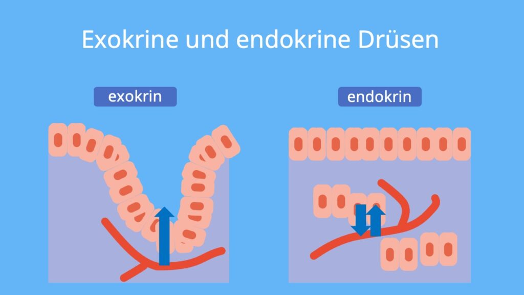 exokrine Drüsen, endokrine Drüsen, Sekretion, endokrine Sekretion