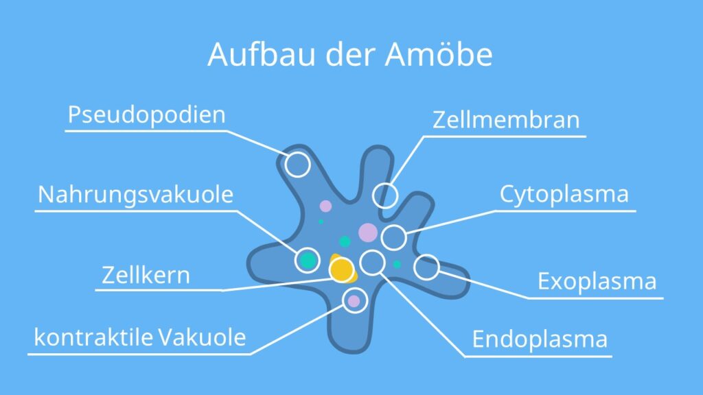 Bau der Amöbe, Wechseltierchen, Amoeba proteus, Wurzelfüßer, Amöbe, Scheinfüßchen