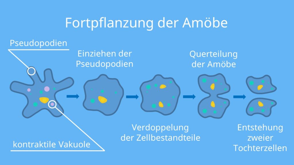 Fortpflanzung der Amöbe, Querteilung, Teilung, Amoeba proteus