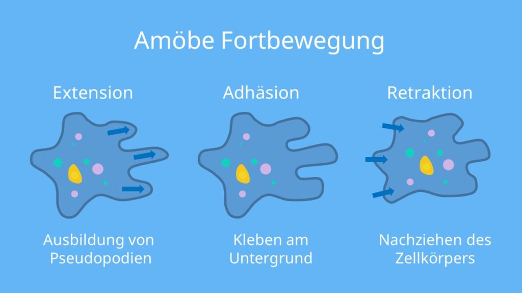 Fortbewegung der Amöbe, Amoeba proteus, Pseudopodien, Wechselfüßchen, amöboid