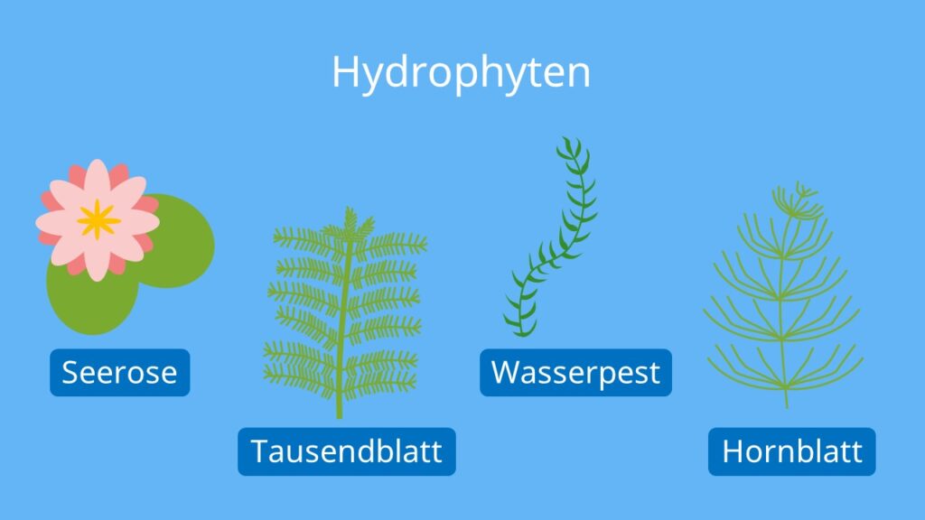 hydrophyten, hydrophyt, hydrophyten beispiele, seerose, tausendblatt, wasserpest, hornblatt, wasserpflanze, wasserpflanzen