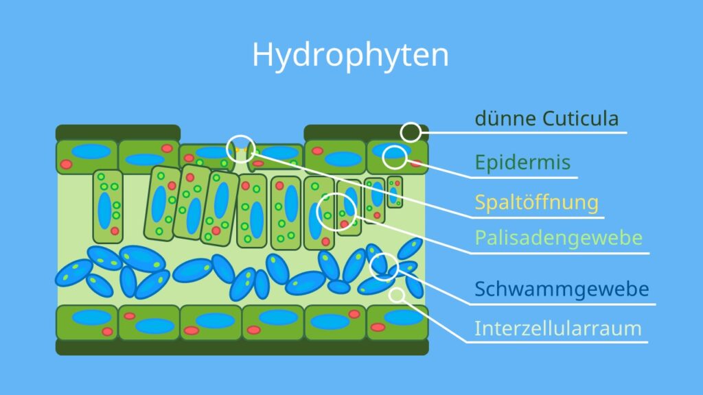 hydrophyten, hydrophyt, hydrophyten beispiele, hydrophyten blattquerschnitt,hydrophyt blatt, blattaufbau, wasserpflanze blatt, wasserpflanze blattaufbau