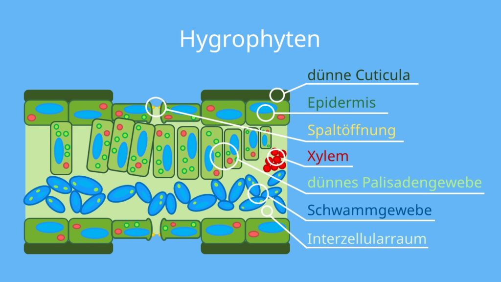 hygrophyten, hygrophyt, hygrophyten beispiele, feuchtpflanzen, hygrophyt blattquerschnitt, hygrophyt blatt, blattaufbau